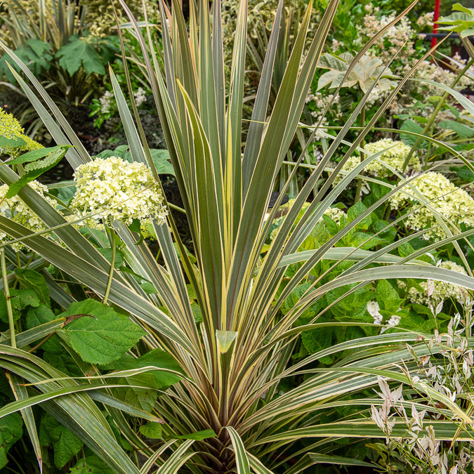 Australische cordyline Torbay Dazzler® - Cordyline australis Torbay Dazzler® - Willemse