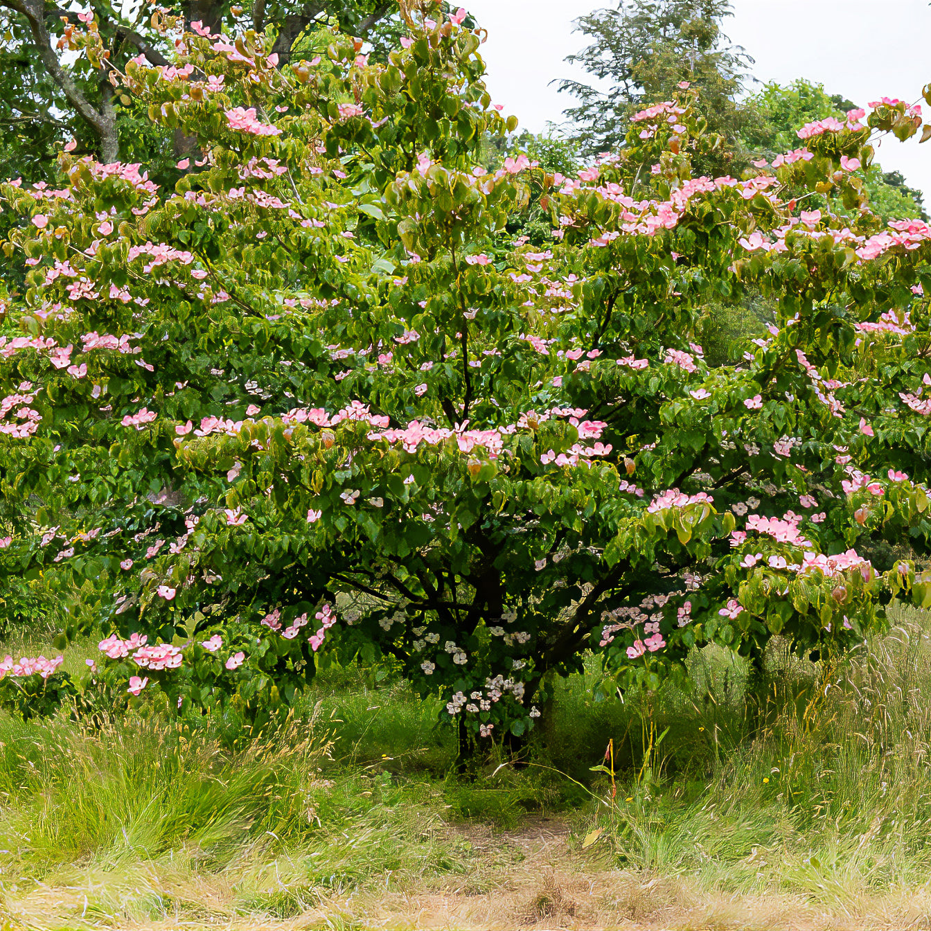 Cornus kousa Satomi - Japanse kornoelje Satomi - Bloeiende bomen