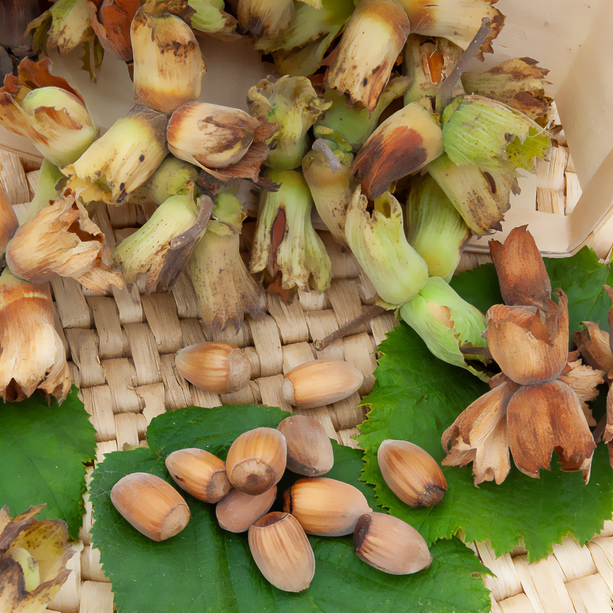 Hazelaar Webbs Prize Cob - Willemse