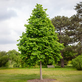 Byzantijnse hazelaar - Corylus colurna - Willemse
