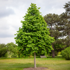 Byzantijnse hazelaar - Corylus colurna - Willemse
