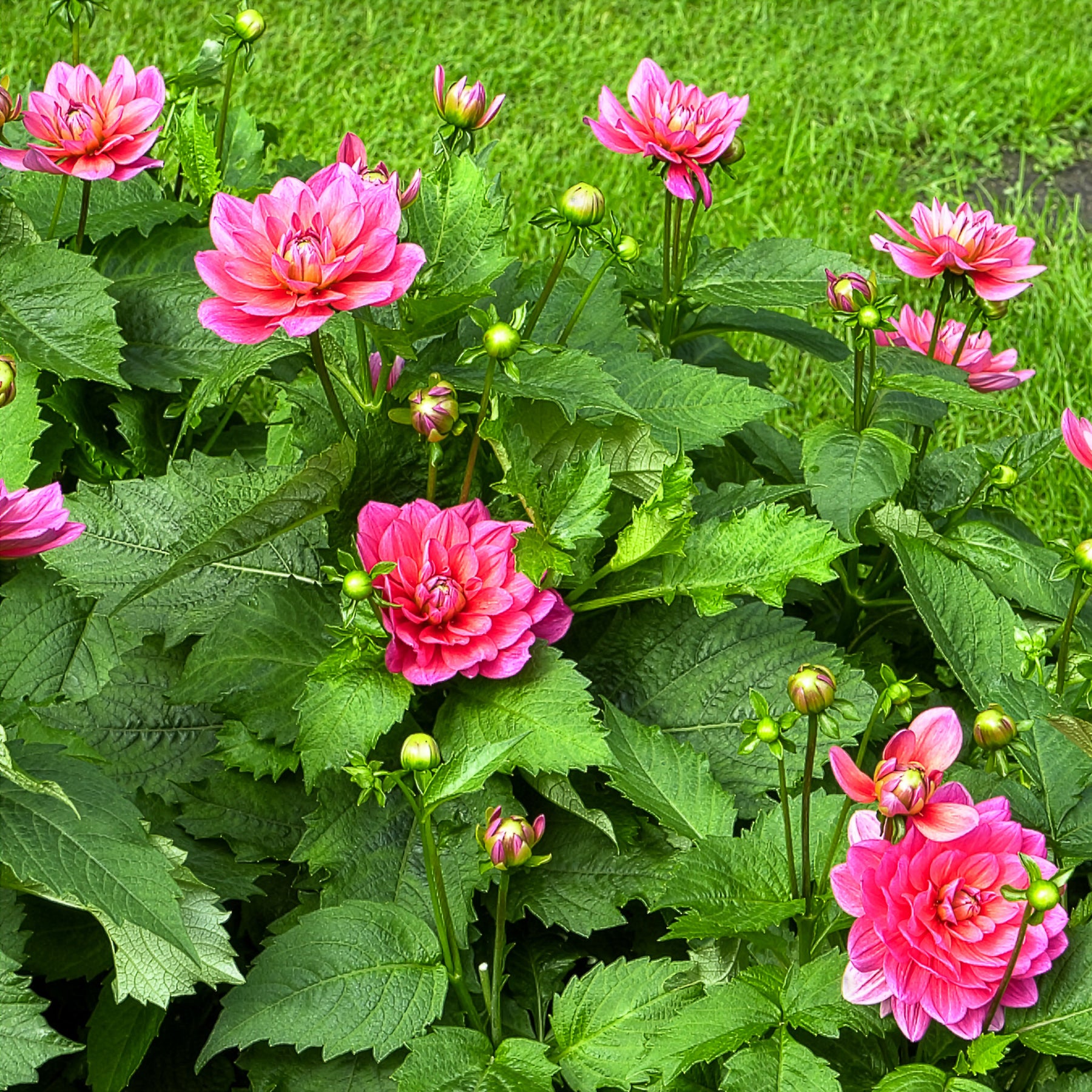 Dahlia  - Dwerg decoratieve dahlia Berliner Kleene - Dahlia Berliner Kleene