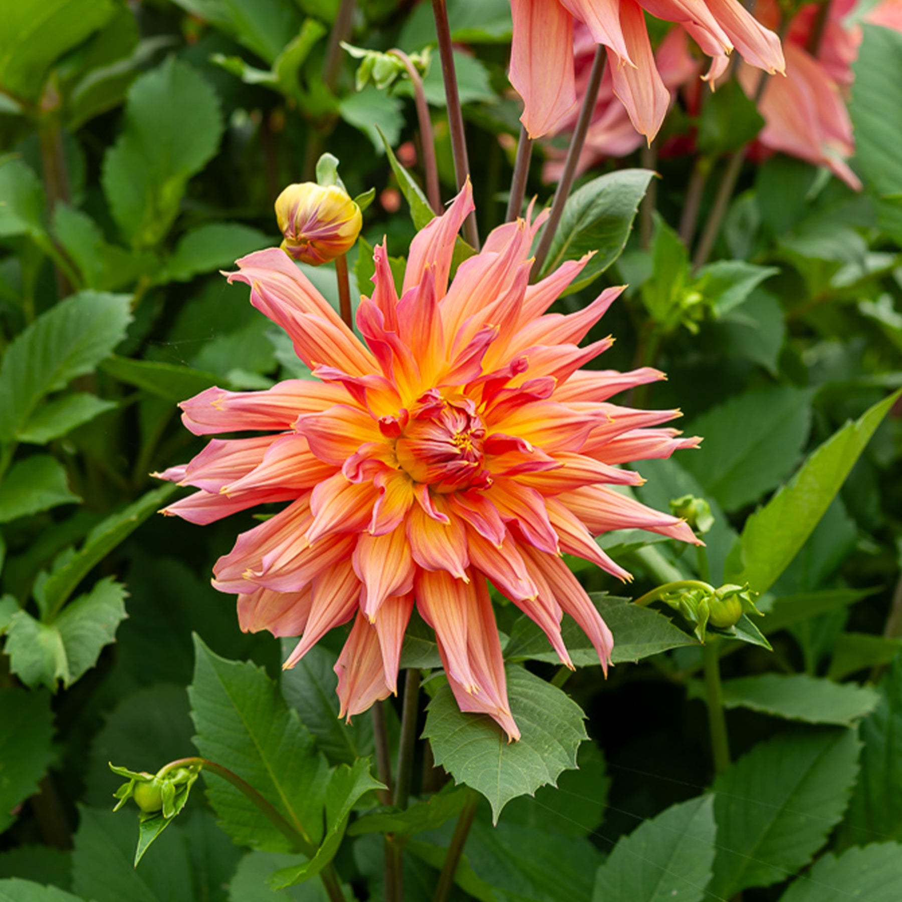 Decoratieve dahlia Omega - Dahlia Omega - Willemse
