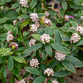 Daphnea Aureomarginata - Daphne odora Aureomarginata - Willemse