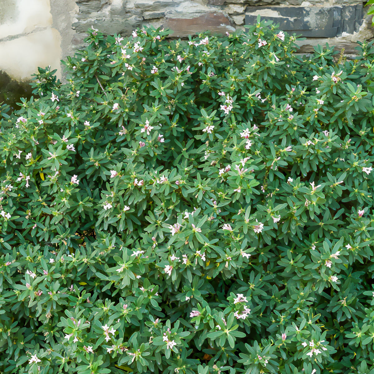 Transatlantische daphne Pink Fragrance® - Daphne transatlantica Pink Fragrance - Willemse