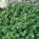 Transatlantische daphne Pink Fragrance® - Daphne transatlantica Pink Fragrance - Willemse