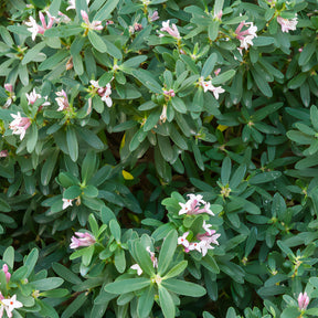 Transatlantische daphne Pink Fragrance® - Willemse