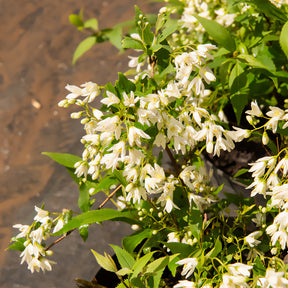 Dwergdeutzia Nikko - Deutzia gracilis Nikko - Willemse