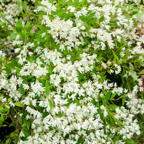 Dwergdeutzia Nikko - Willemse