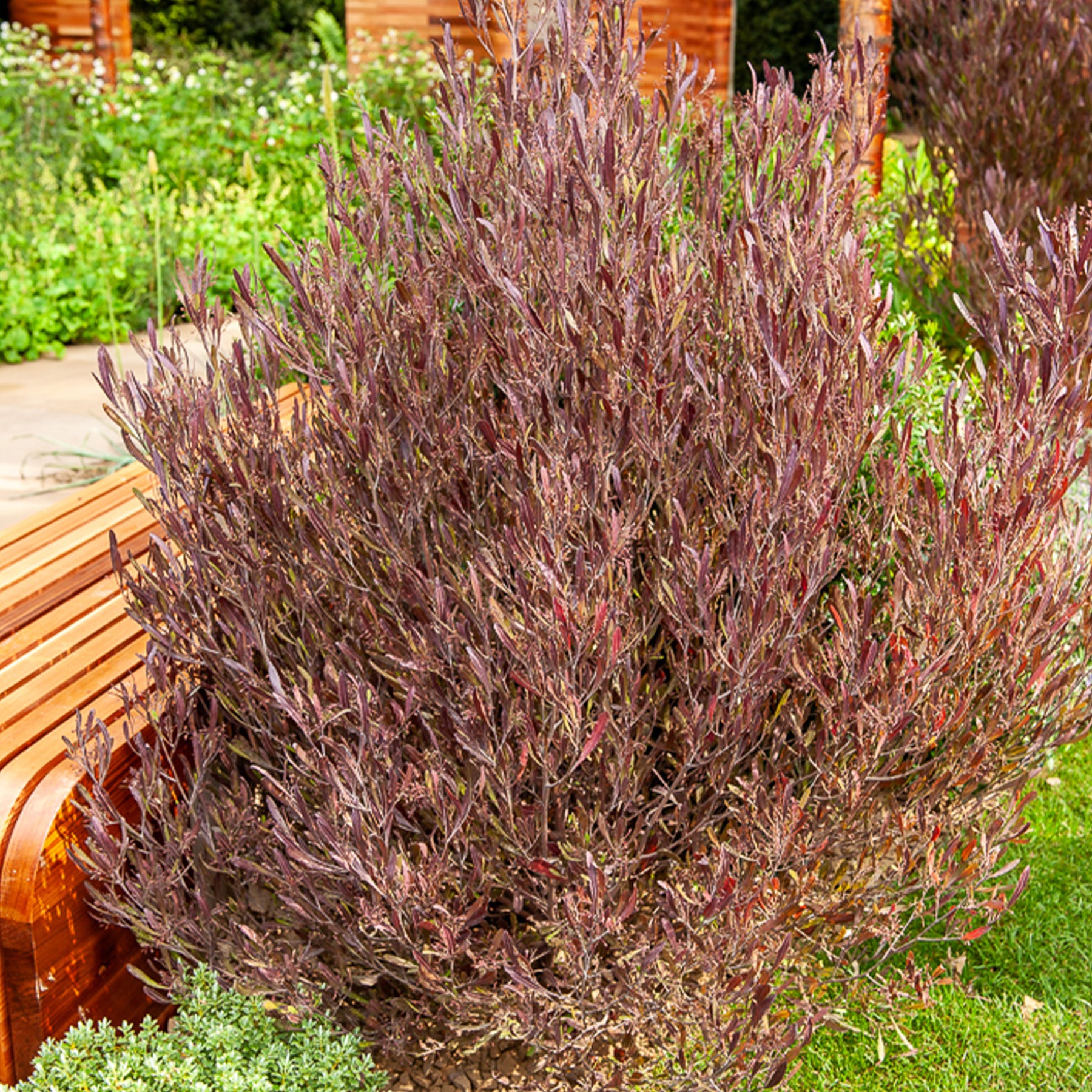 Dodonaea viscosa Purpurea - Dodonaea viscosa Purpurea - Willemse