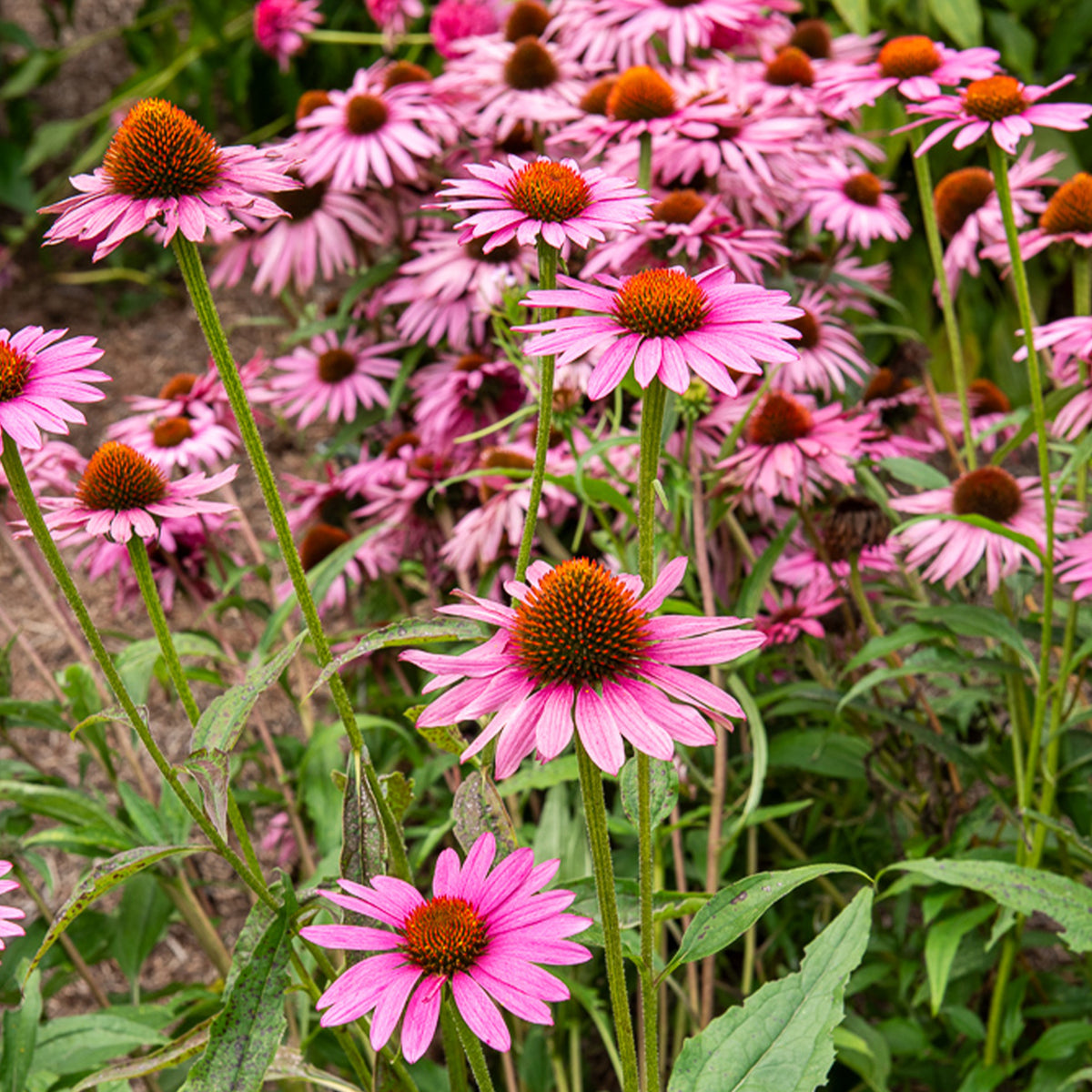 Rode zonnehoed Augustkönigin - Echinacea purpurea Augustkönigin - Willemse