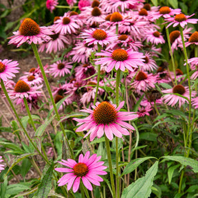 Rode zonnehoed Augustkönigin - Echinacea purpurea Augustkönigin - Willemse