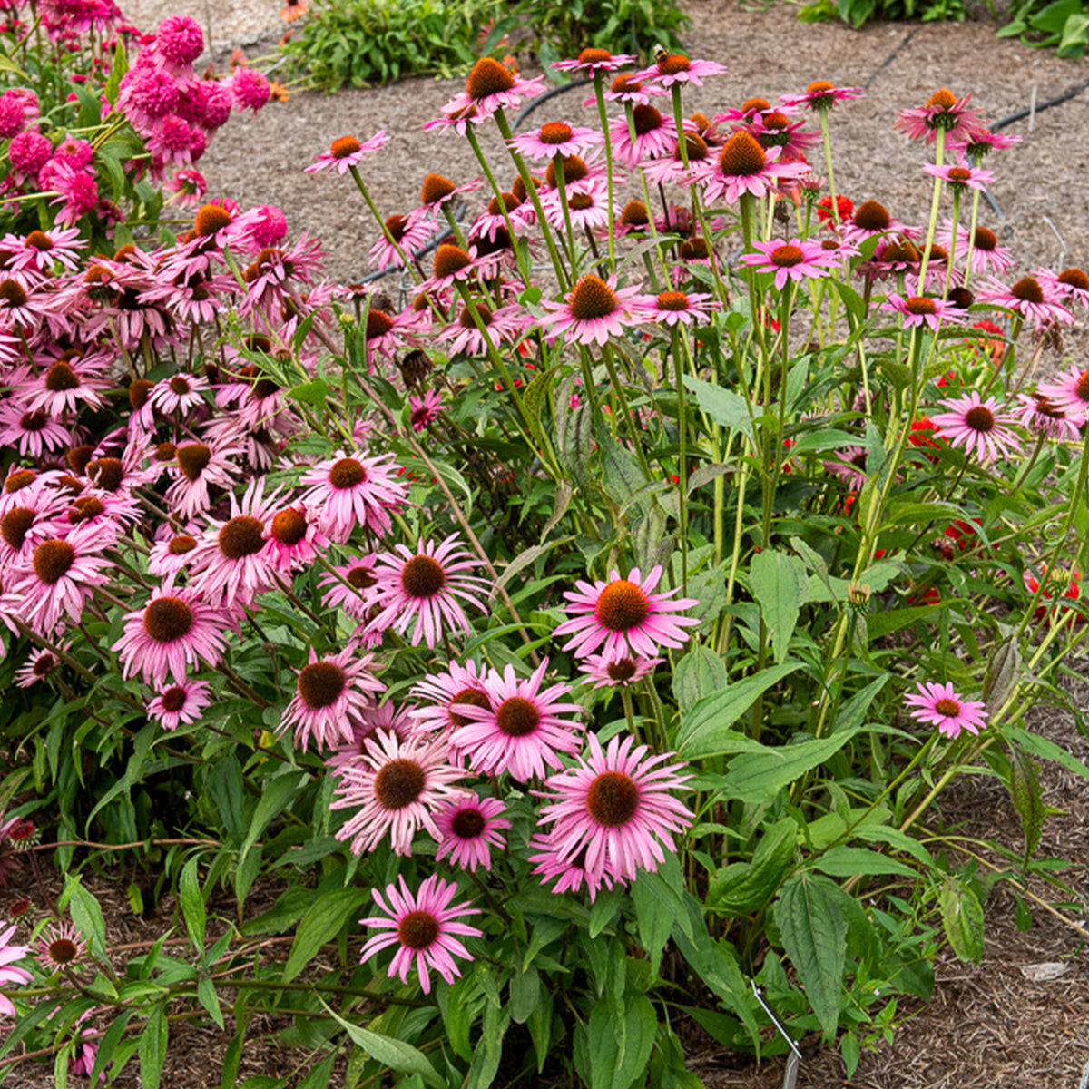 Rode zonnehoed Augustkönigin - Willemse