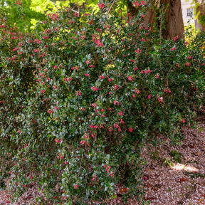 Escallonia Donard Seedling - Willemse