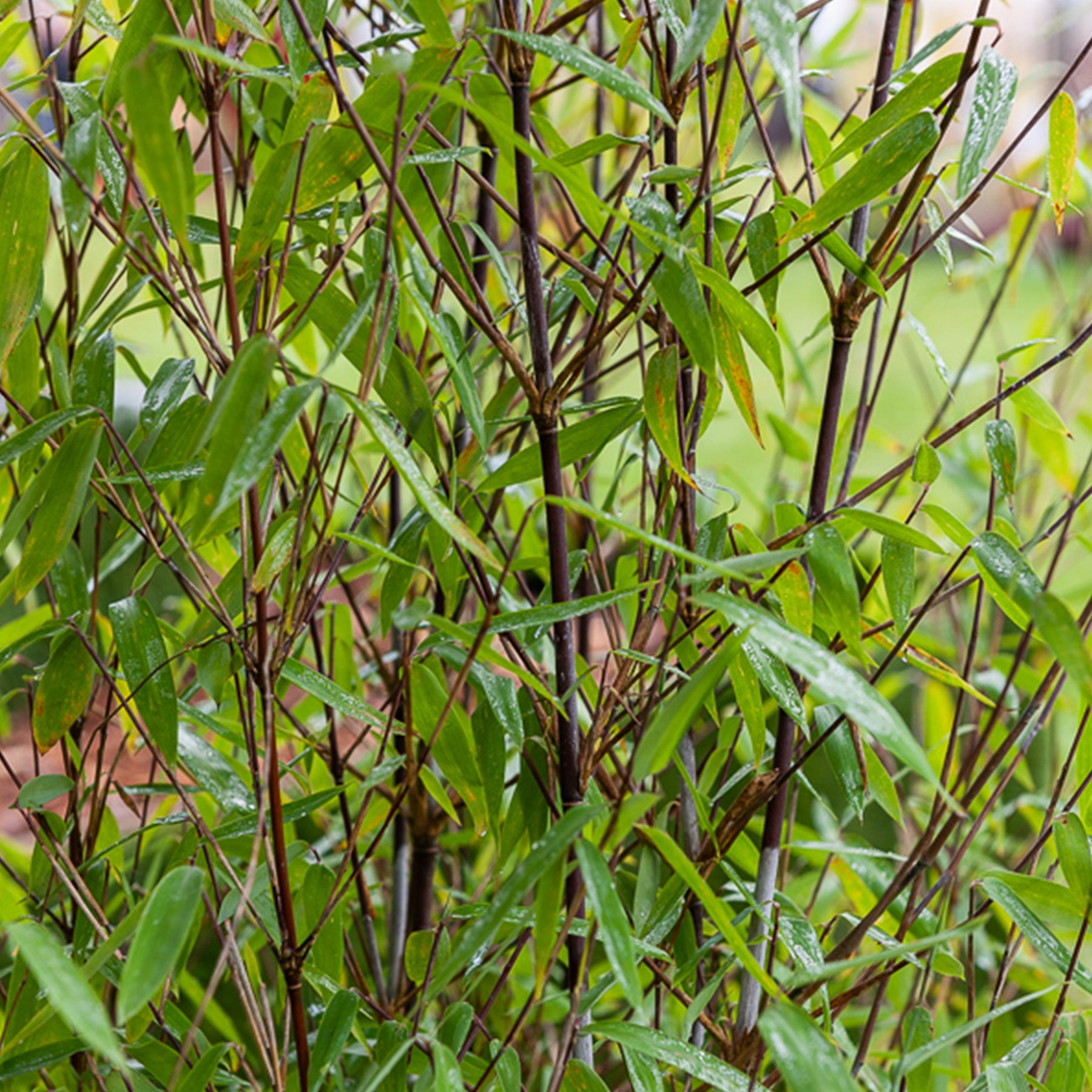 Fargesia demissa Gerry - Willemse