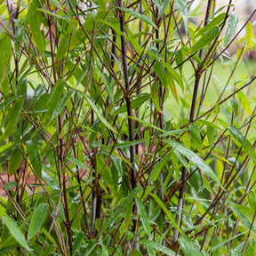 Fargesia demissa Gerry - Willemse