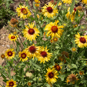 Kokardebloem - Gaillarde aristata Amber Wheels - Willemse