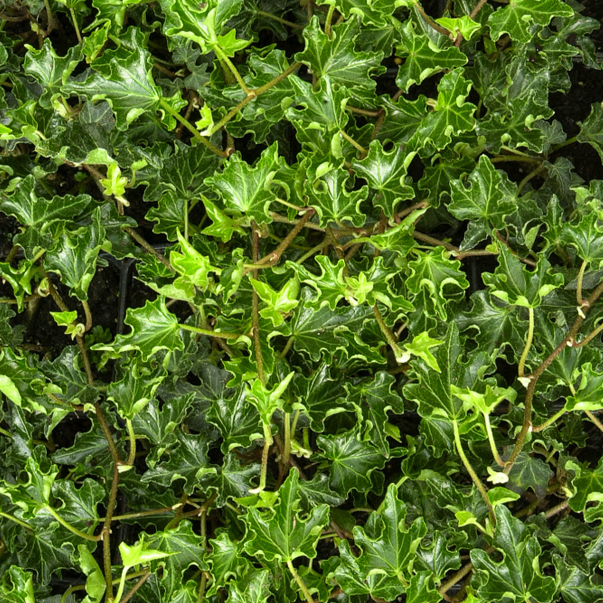 Klimop Ivalace - Hedera helix Ivalace - Willemse