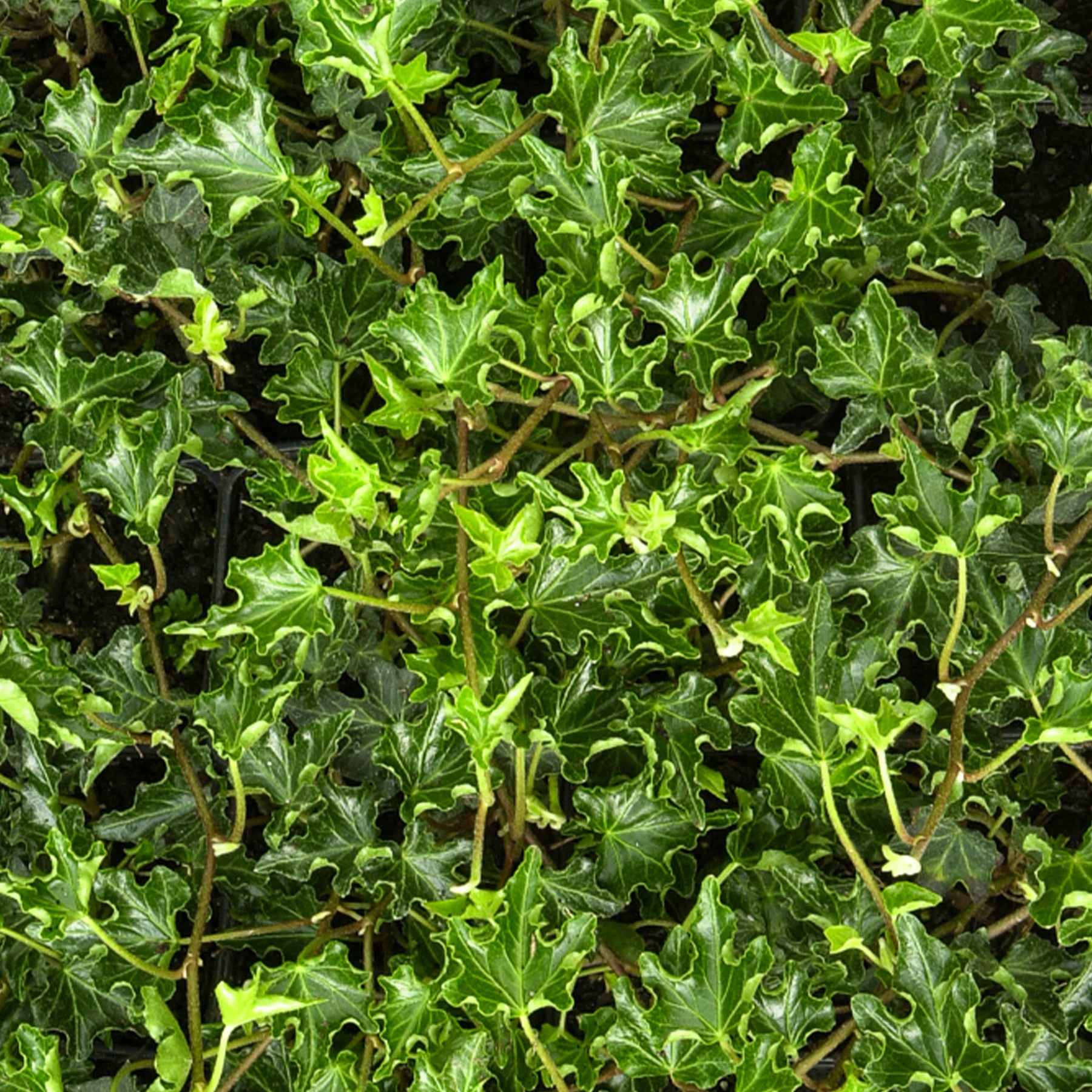 Klimop Ivalace - Hedera helix Ivalace - Willemse