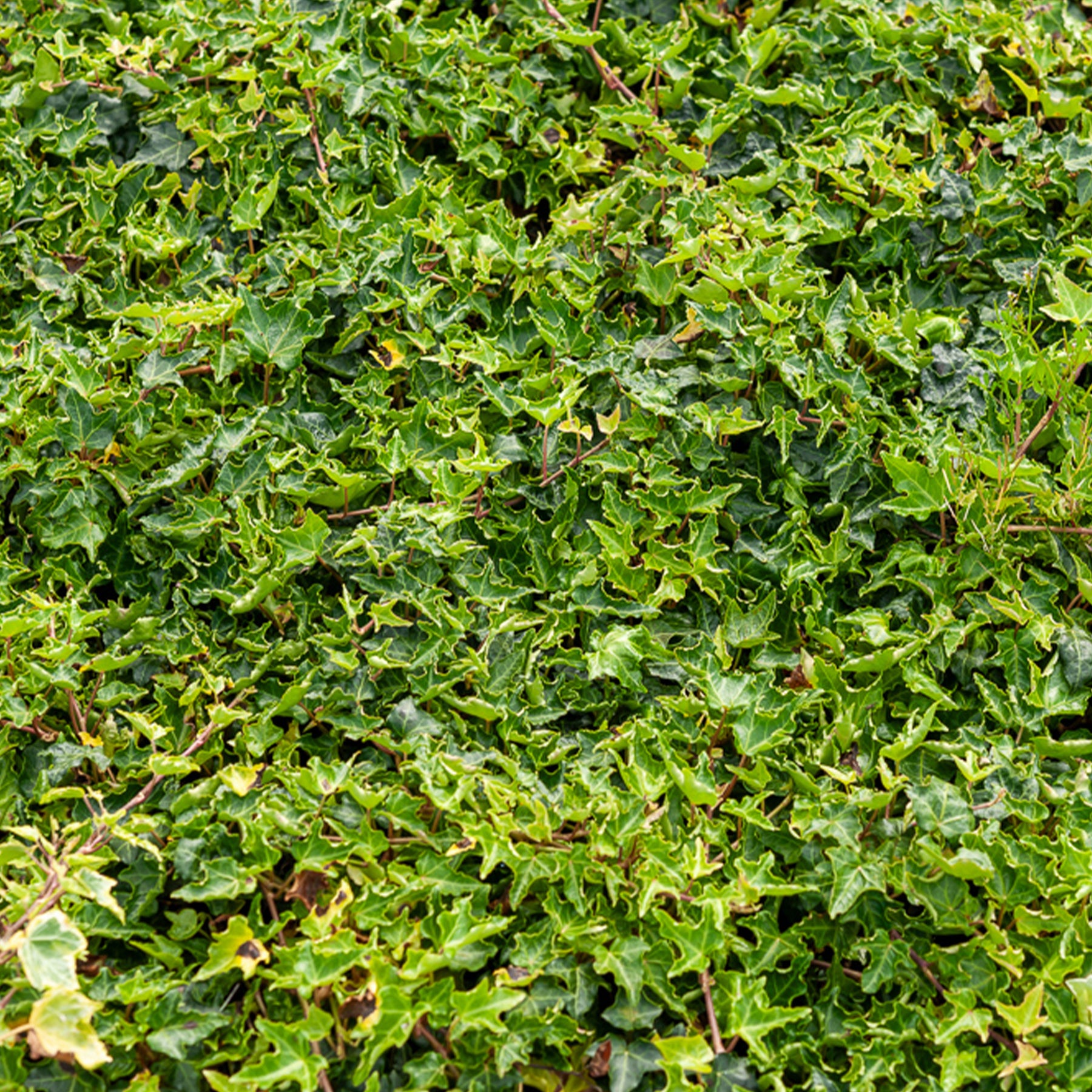 Klimop Ivalace - Willemse