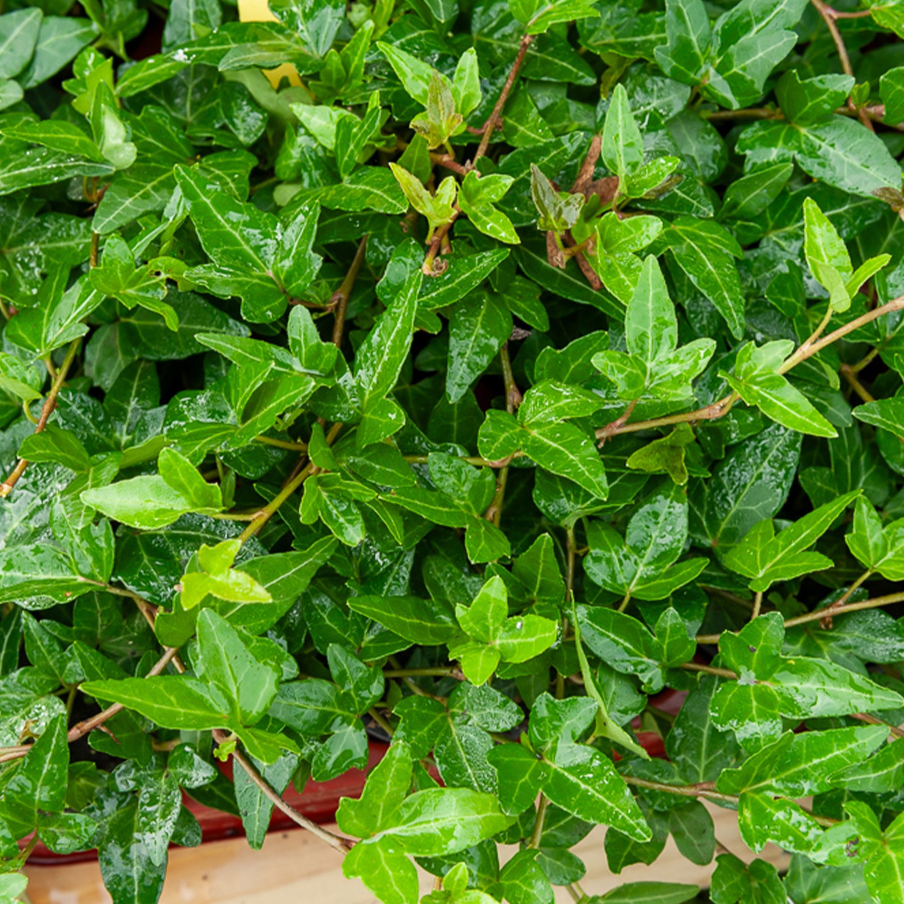 Klimop Shamrock - Hedera helix Shamrock - Willemse