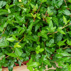 Klimop Shamrock - Hedera helix Shamrock - Willemse