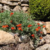 Zonneroosje Tomato Red - Willemse