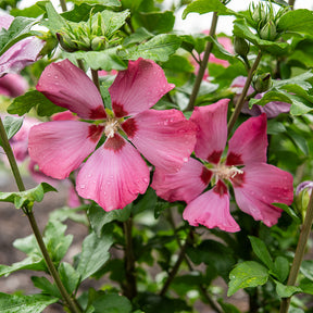Hibiscus Woodbridge - Willemse