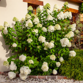Pluimhortensia Limelight® - Willemse