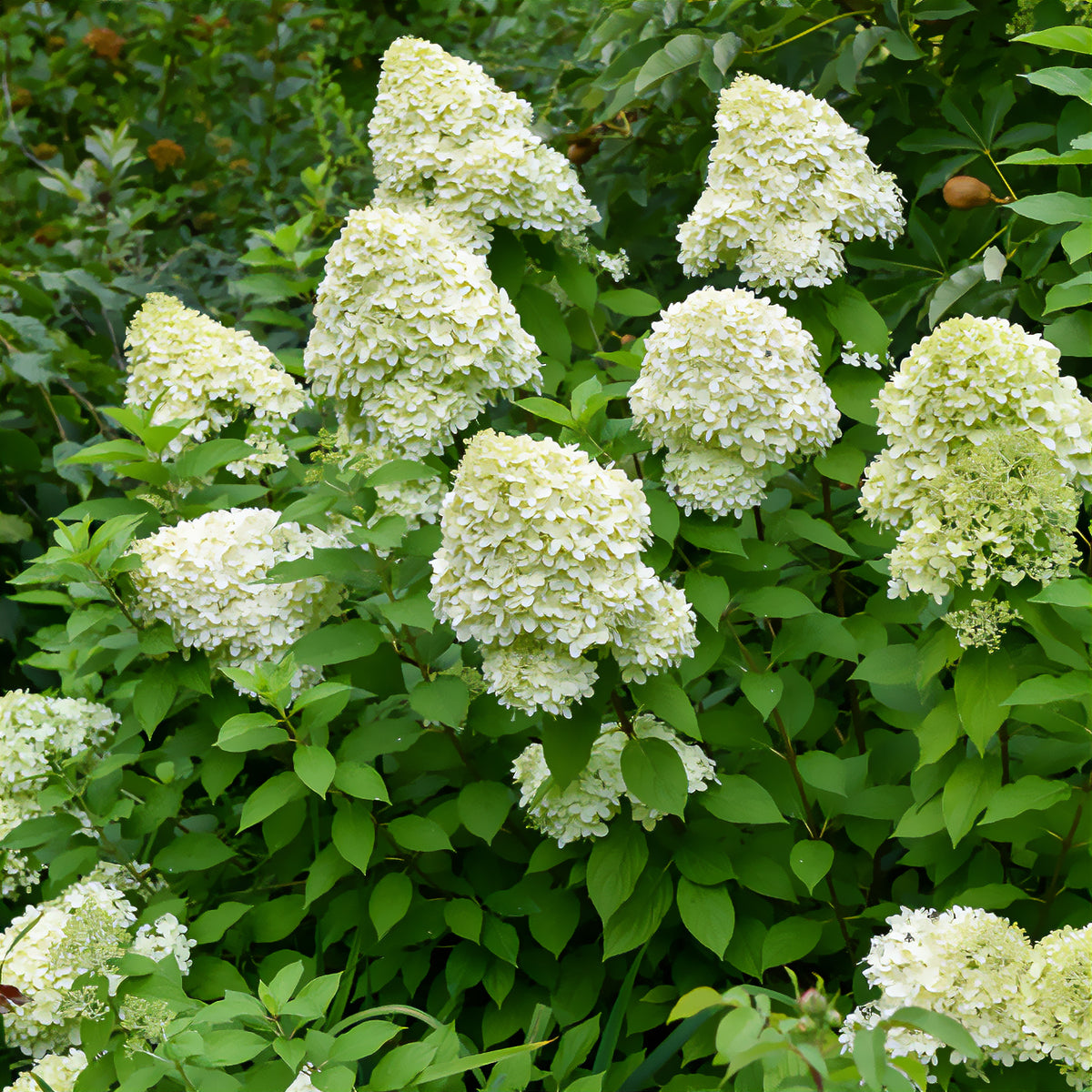 Pluimhortensia Limelight® - Hydrangea paniculata Limelight ® - Willemse
