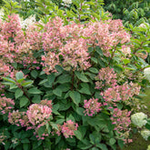 Pluimhortensia Wims Red - Hydrangea paniculata Wims red - Willemse