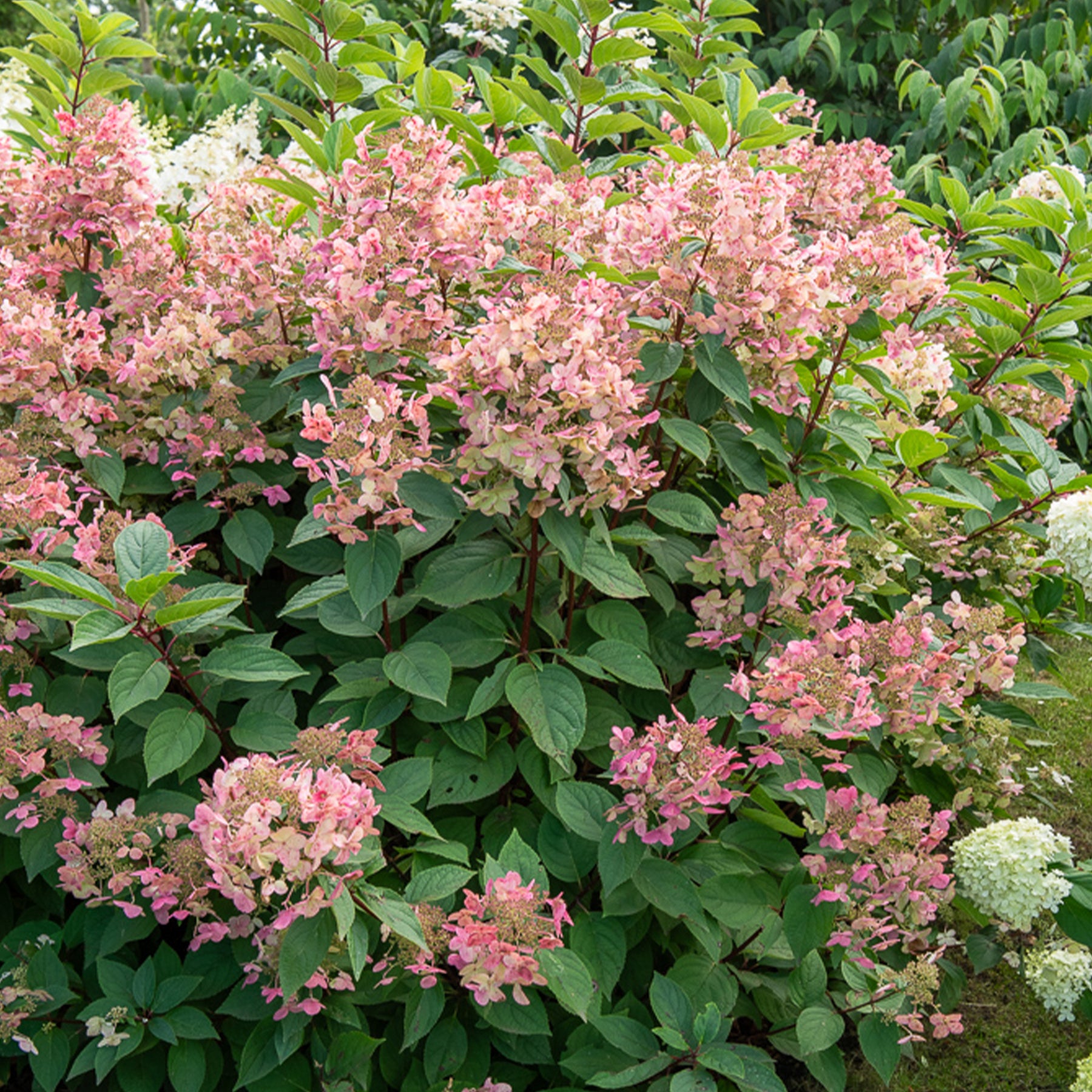 Pluimhortensia Wims Red - Hydrangea paniculata Wims red - Willemse