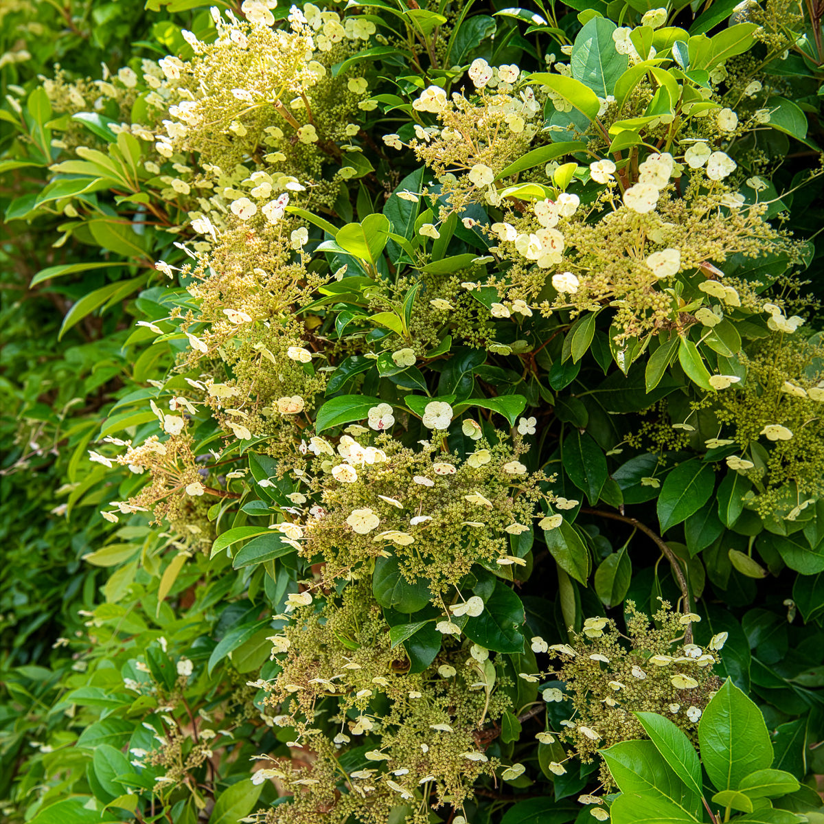 Klimhortensia Seemanii - Hydrangea seemanii - Willemse