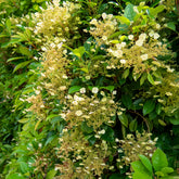 Klimhortensia Seemanii - Hydrangea seemanii - Willemse