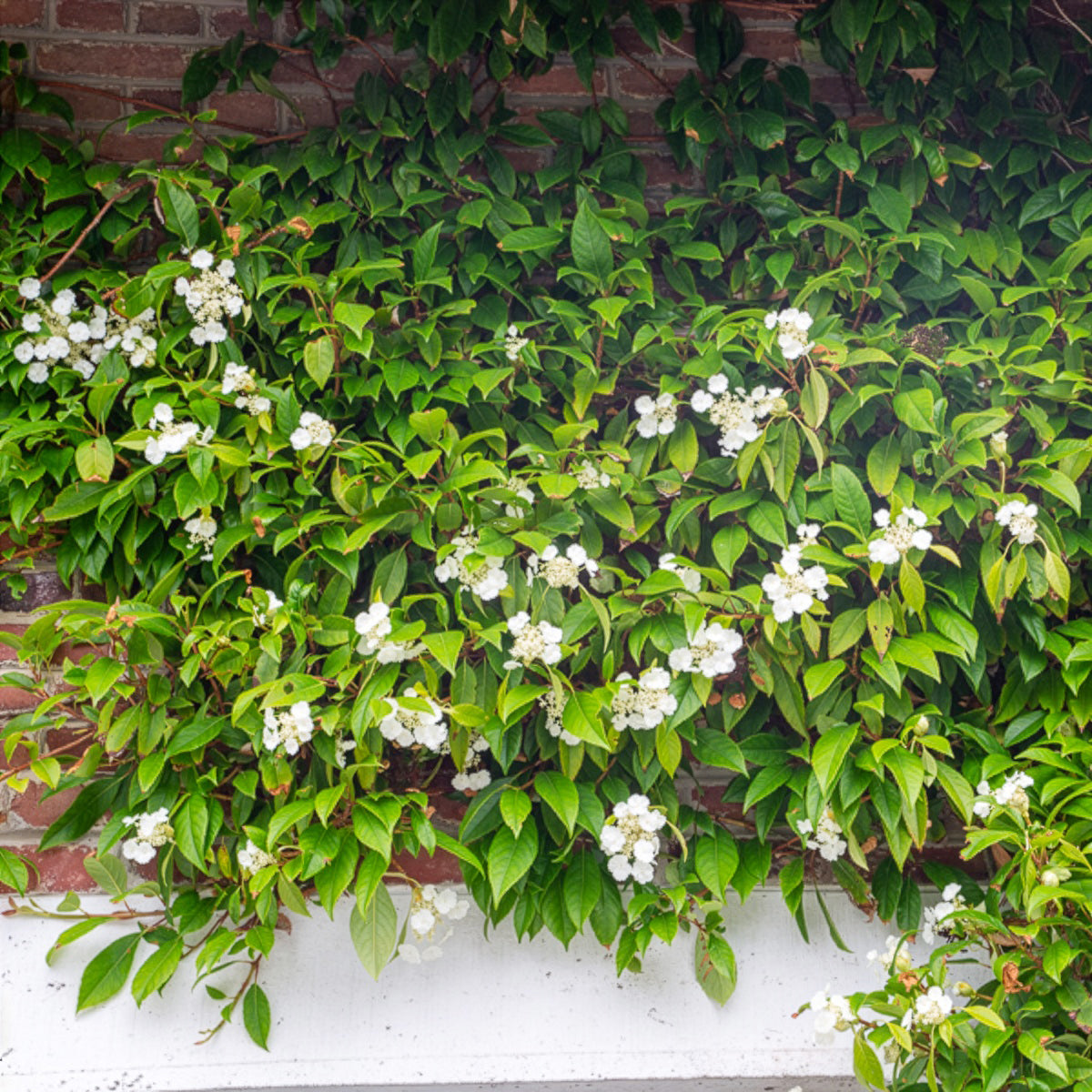 Klimhortensia Seemanii - Willemse