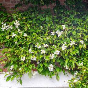 Klimhortensia Seemanii - Willemse