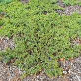 Gewone jeneverbes Green Carpet - Juniperus communis Green Carpet - Willemse