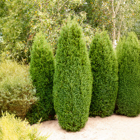 Gewone jeneverbes Sentinel - Willemse