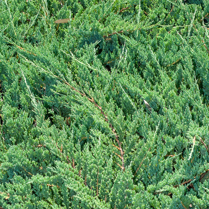 Kruipjeneverbes Blue Chip - Willemse