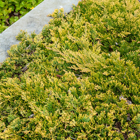 Kruipjeneverbes Golden Carpet - Willemse