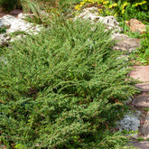 Kruipjeneverbes Wiltonii - Willemse