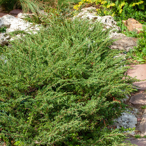 Kruipjeneverbes Wiltonii - Willemse