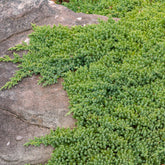 Dwerg jeneverbes Nana - Juniperus procumbens Nana - Willemse