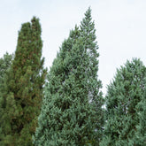 Bergjeneverbes Moonglow - Juniperus scopulorum Moonglow - Willemse