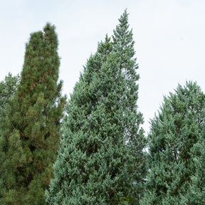 Bergjeneverbes Moonglow - Juniperus scopulorum Moonglow - Willemse