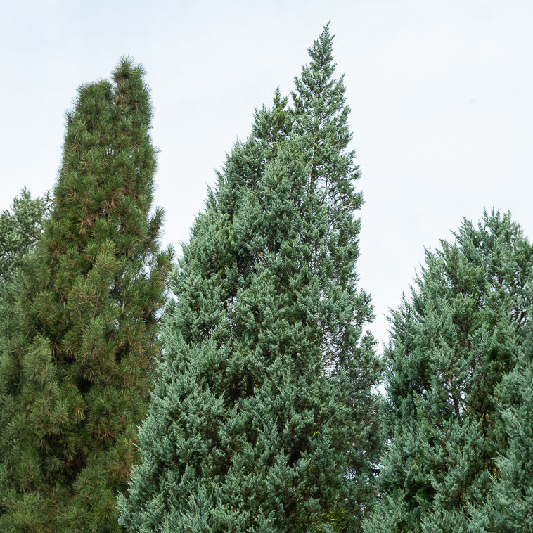 Bergjeneverbes Moonglow - Juniperus scopulorum Moonglow - Willemse
