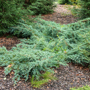 Blauwe kruipjeneverbes Blue Carpet - Willemse