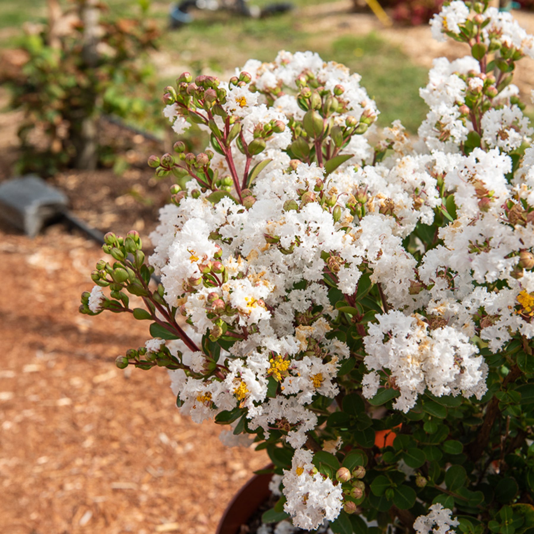 Lagerstroemia With Love® Virgin - Willemse