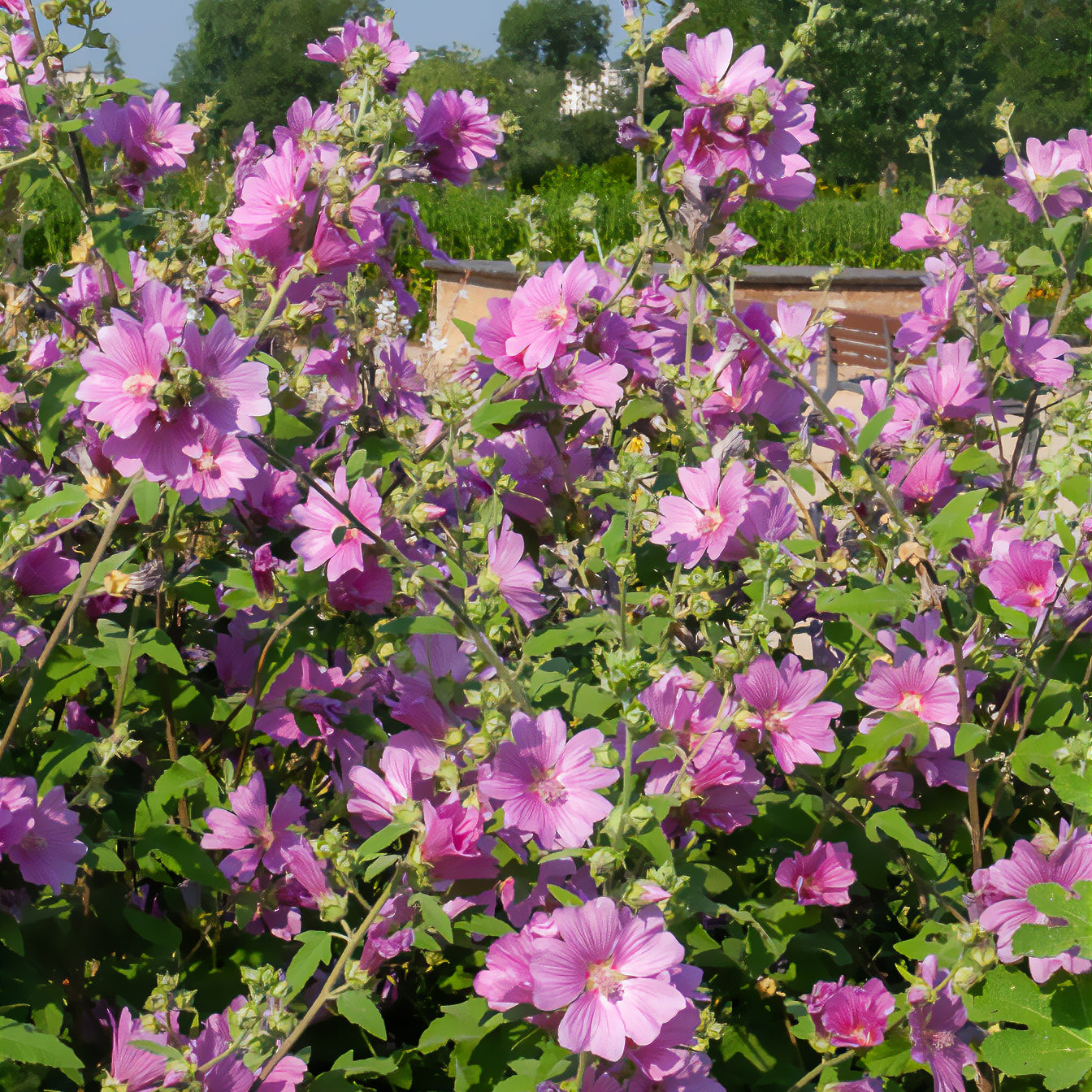 Lavatera Bredon Springs - Lavatera Bredon Springs - Willemse