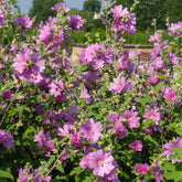 Lavatera Bredon Springs - Lavatera Bredon Springs - Willemse